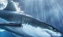 鲨鱼最新爆料视频大全